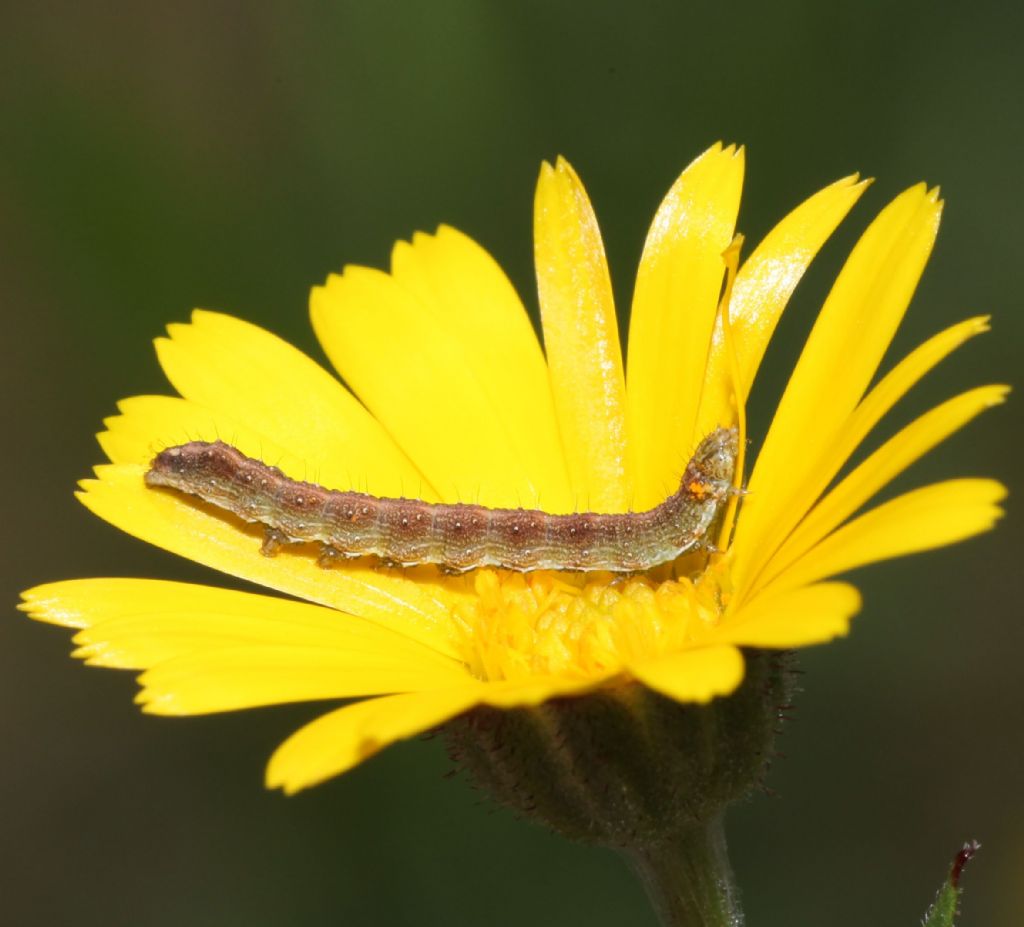 Identificazione possibile? Larva di Cucullia calendulae (Noctuidae)